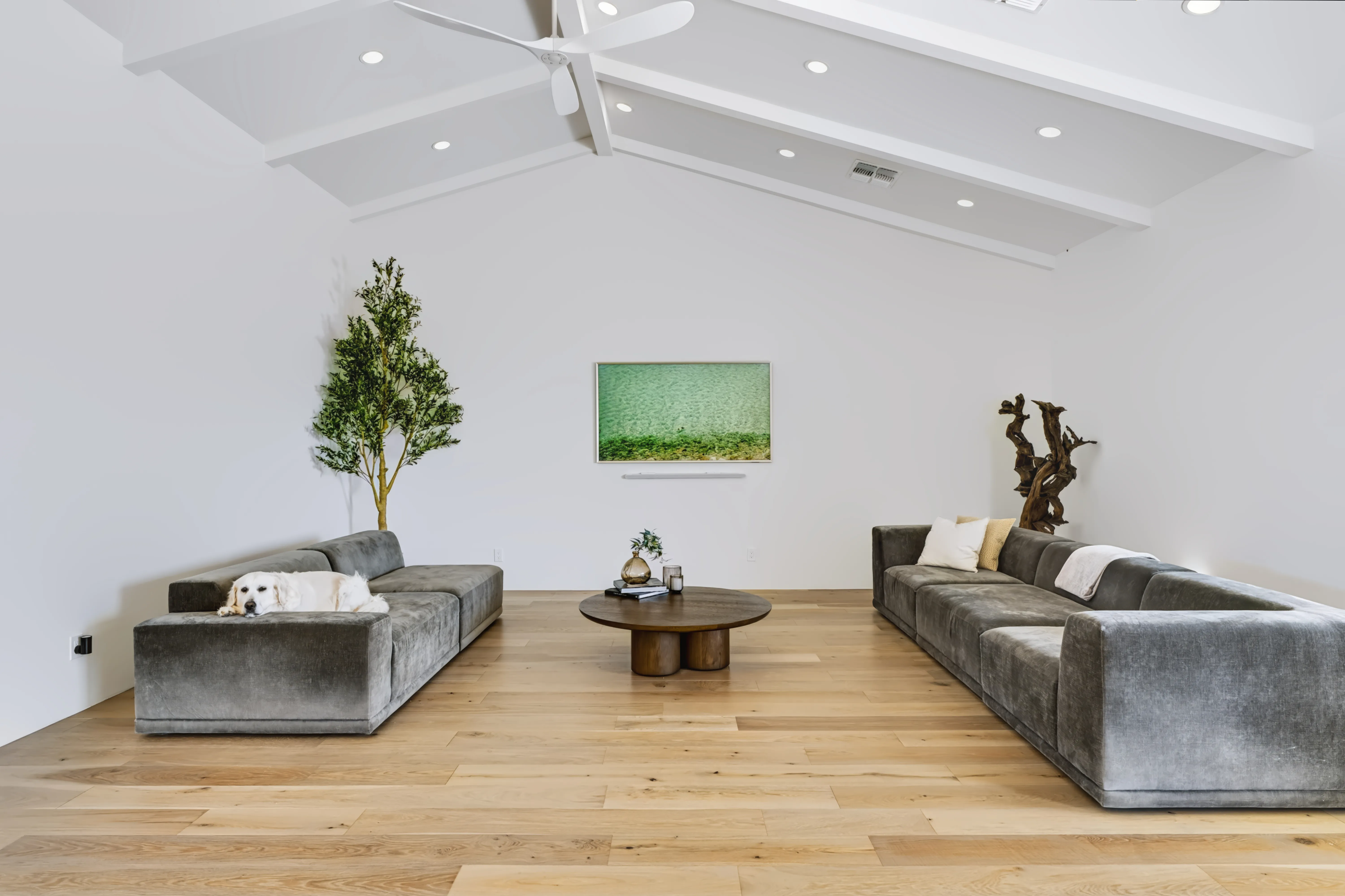 Vaulted great room with two facing grey sofas, an olive tree and a wide plank oak floor
